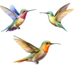 Hummingbirds Clipart Bundle