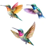 Hummingbirds Clipart Bundle