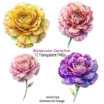 Carnations Clipart