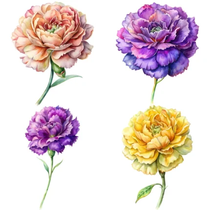 Watercolor Carnations Clipart
