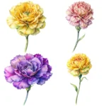 Watercolor Carnations Clipart