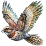 Art Joy Print Watercolor Nightjar Clipart