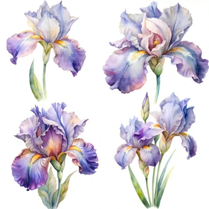 ArtJoyPrint Purple Iris Clipart